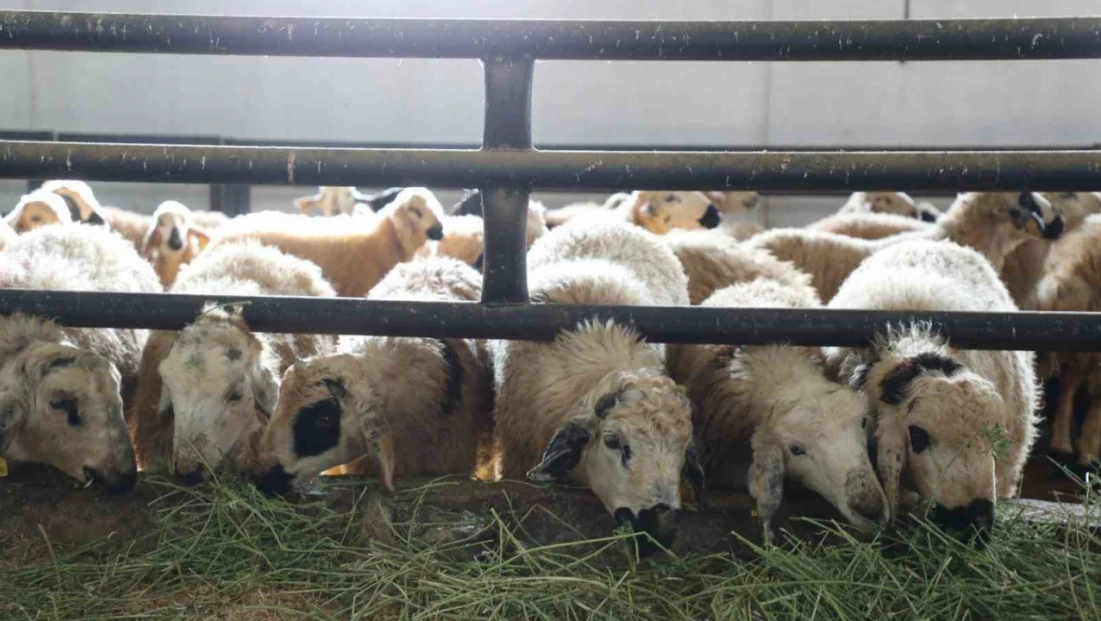 Devletten aldığı destekle küçükbaş hayvan çiftliği açtı