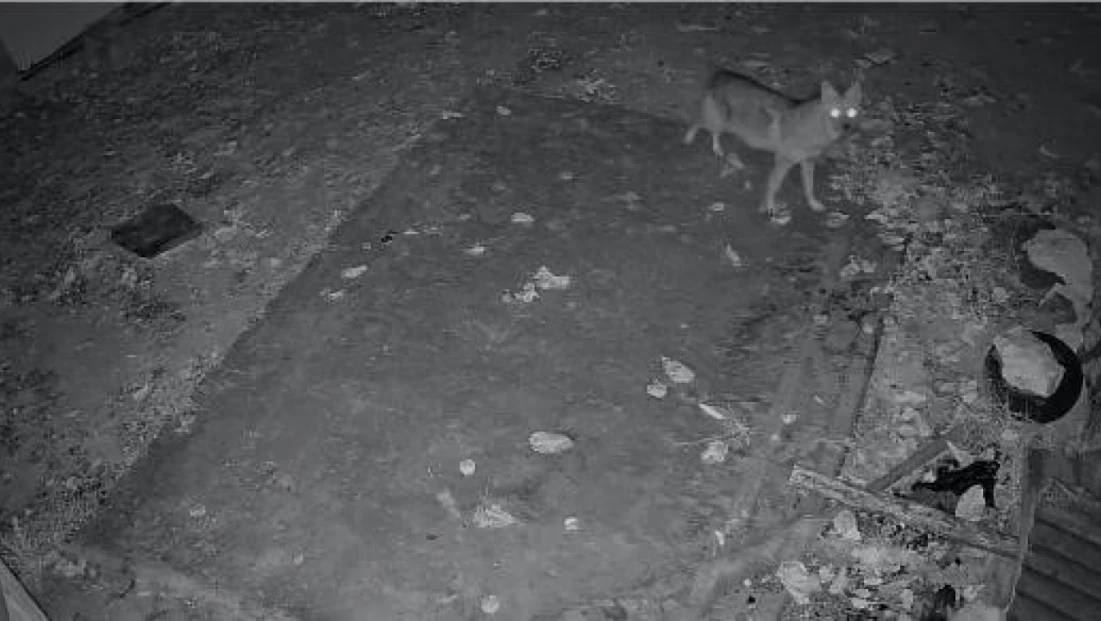 Elazığ'da evin etrafında yiyecek arayan çakal kamerada