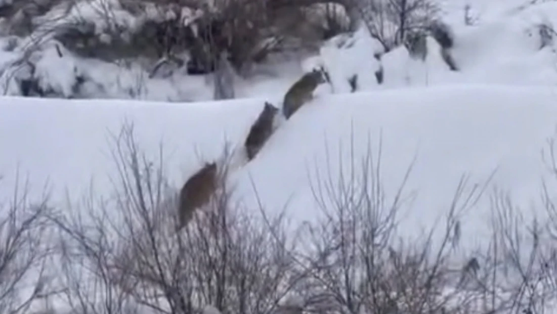 Elazığ'da kurt sürüsü görüldü