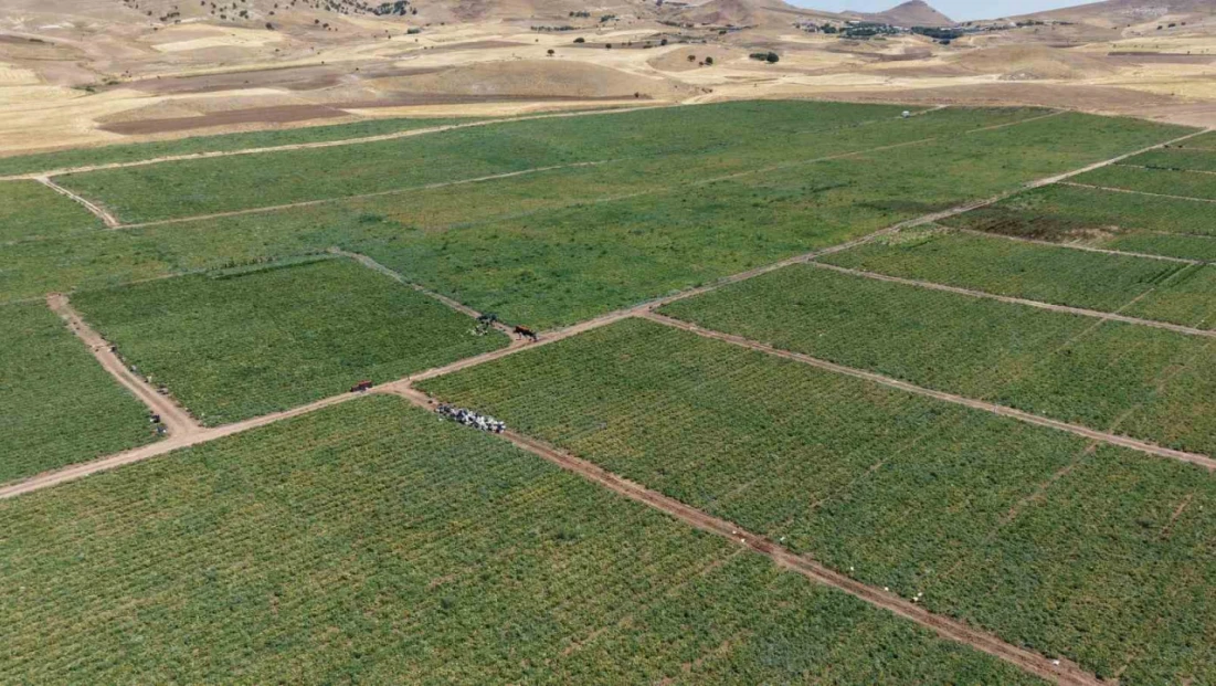 İki bin dönüme domates eken üretici: 'Dışarıda 25 liraya alacağınıza tarladan 8 liraya alın'