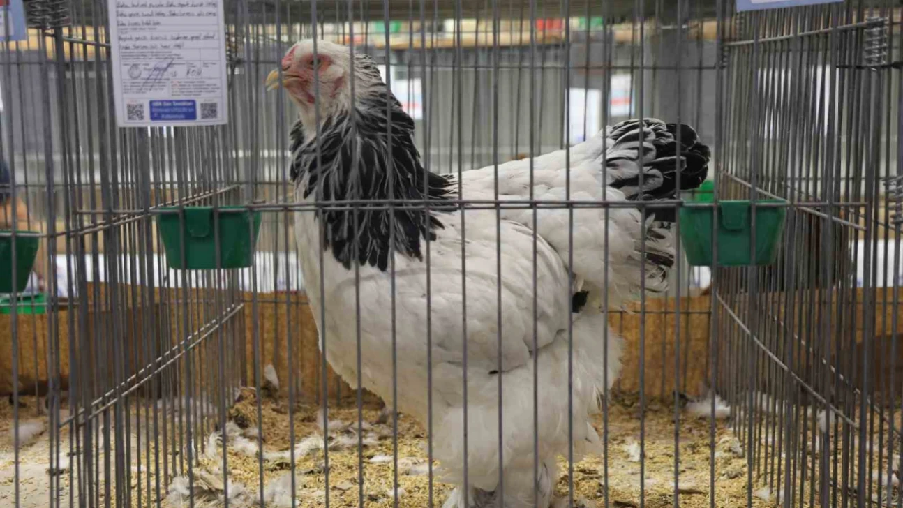 Doğu ve Güneydoğu'nun en güzel horoz ve tavukları belli oldu