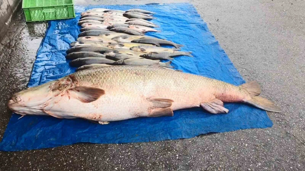 Elazığ'da 52 kilogram ağırlığında turna yakalandı