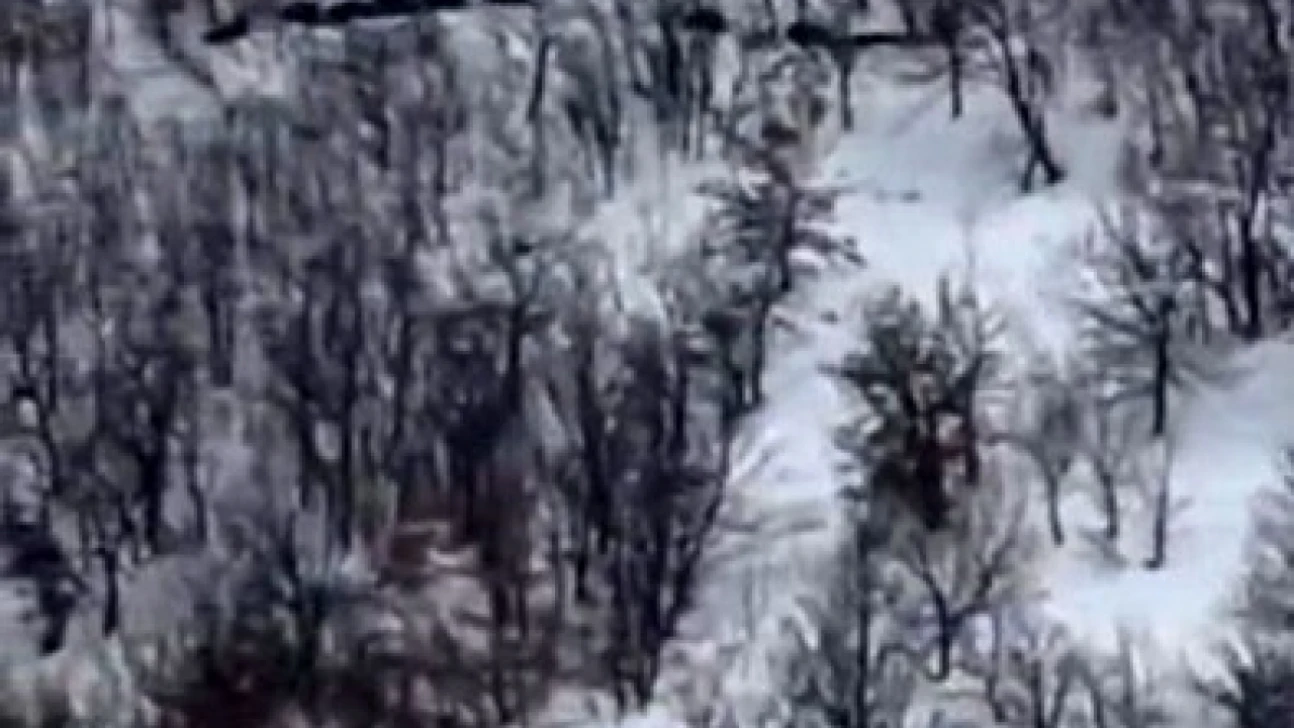 Elazığ'da domuz sürüsünü 'ordu geliyor' diye kayda aldı