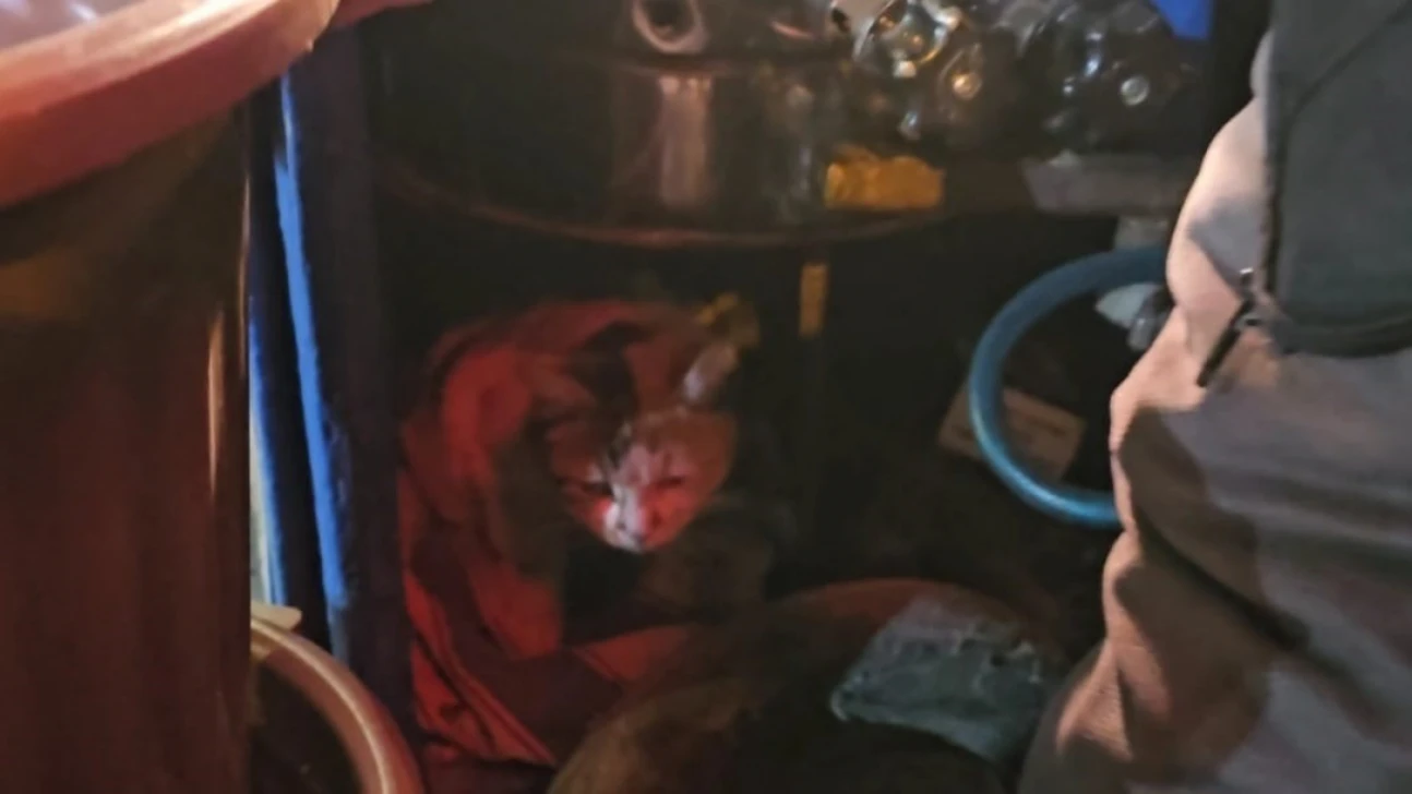 Sokak kedisine üşümesin diye kestane kazanının yanında bakıyor