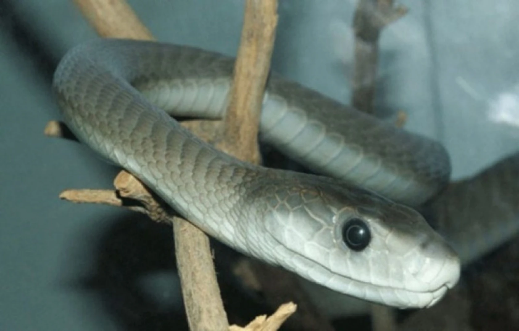 Dünyanın En Tehlikeli Hayvanları