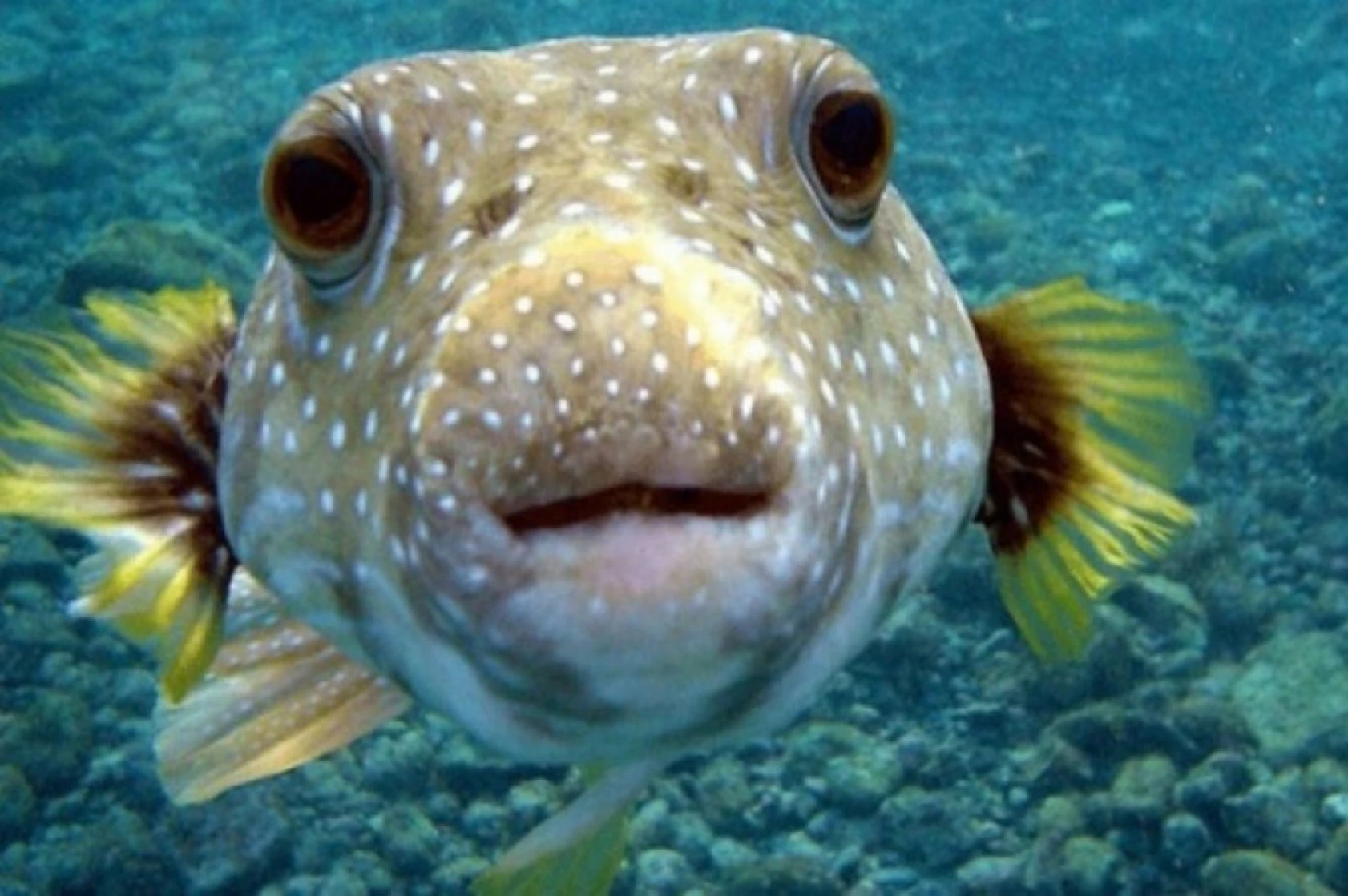 Dünyanın En Tehlikeli Hayvanları