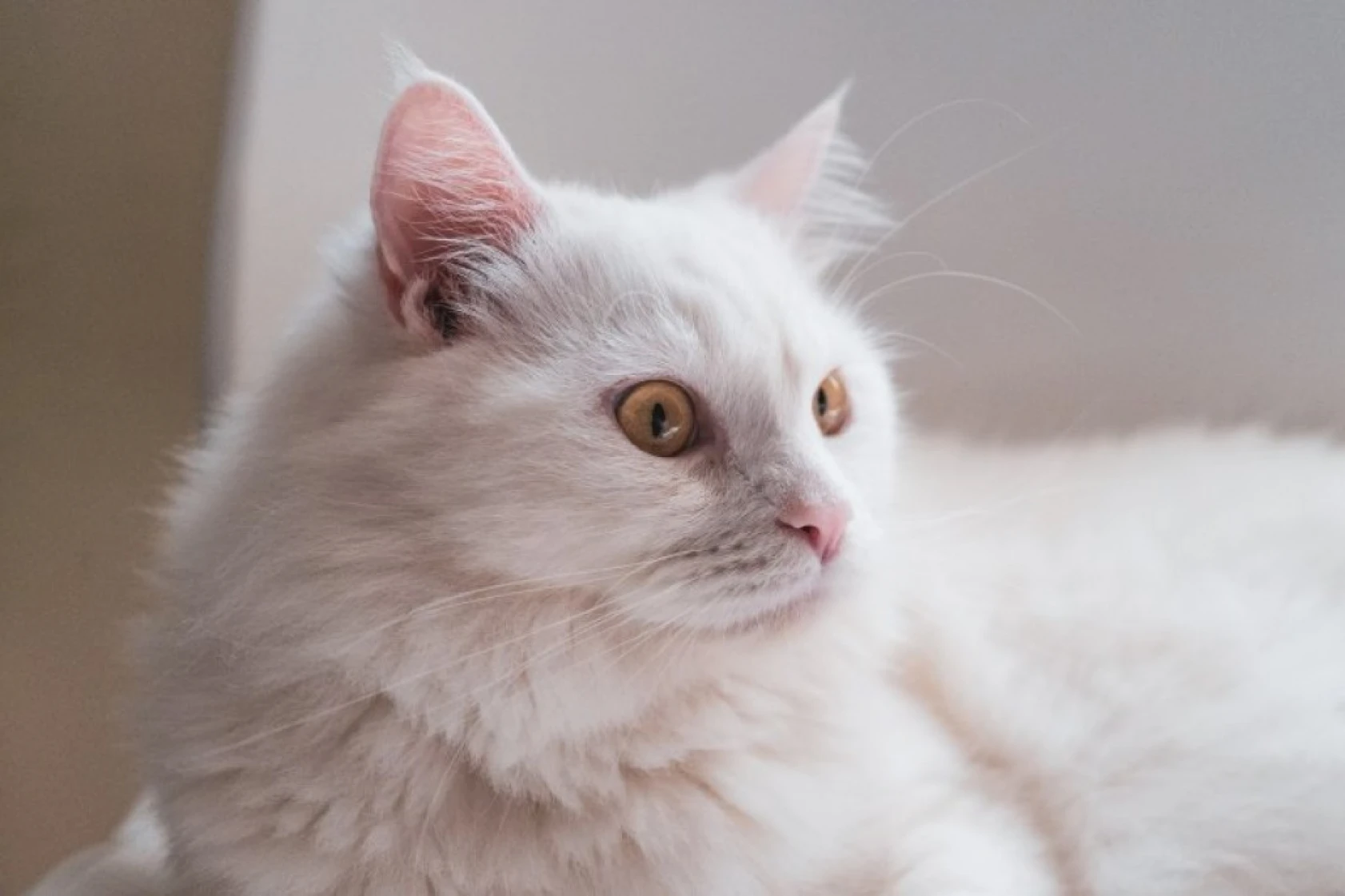 Birbirinden sevimli cins kedi türleri