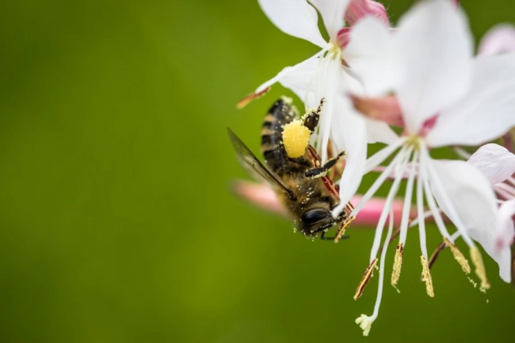 Dünyanın En Tehlikeli Hayvanları