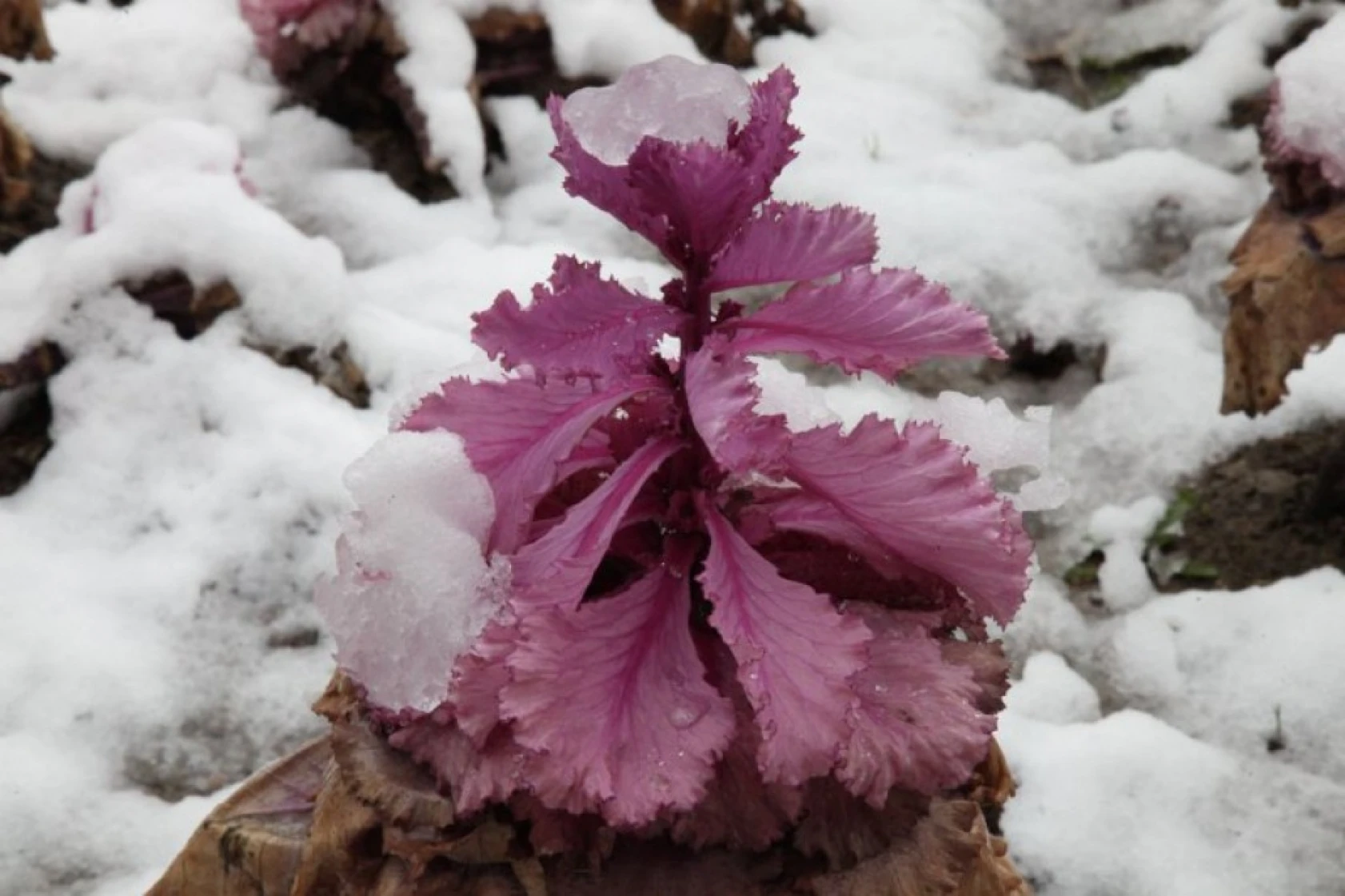 Elazığ'da Kış Görüntüleri