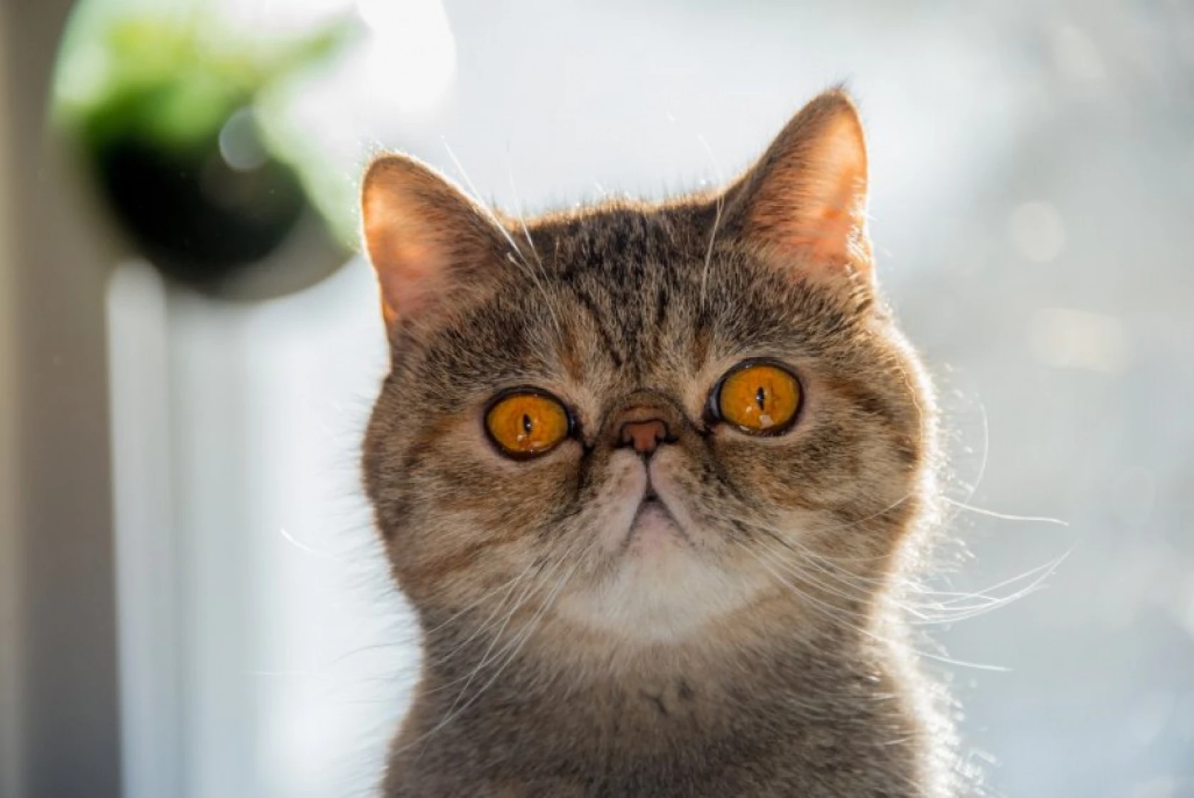 Birbirinden sevimli cins kedi türleri