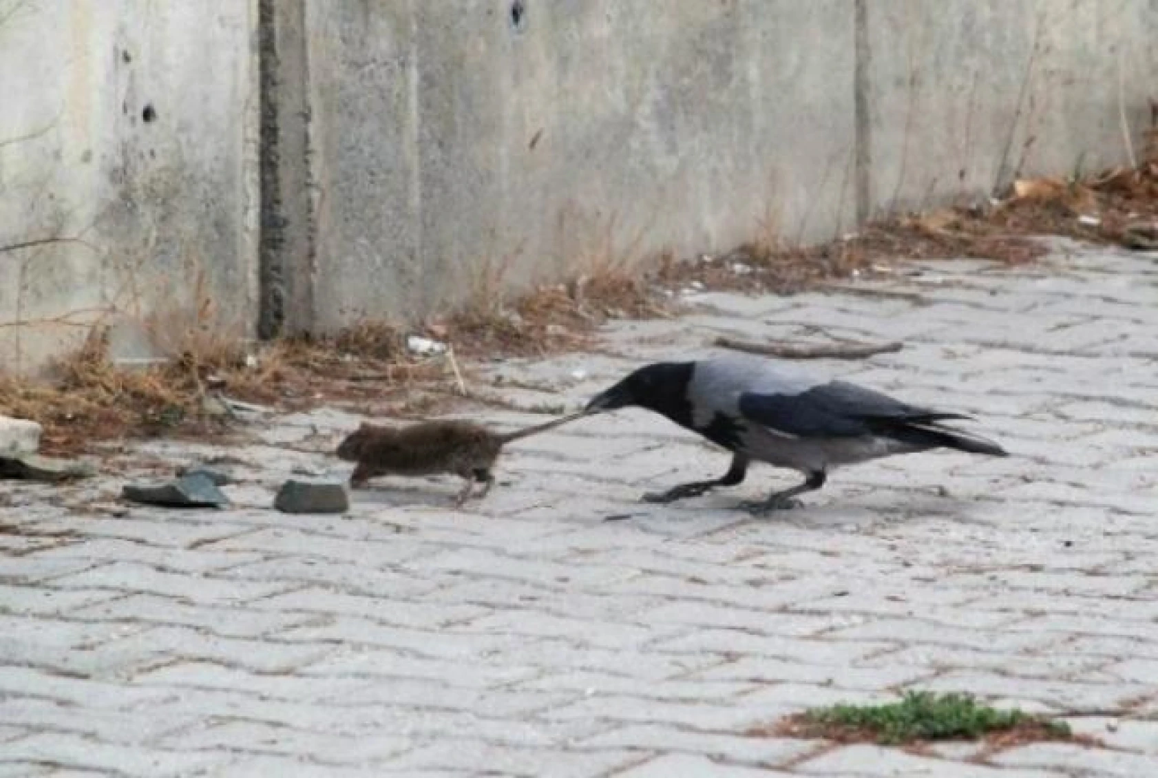 İHA'nın 2016 yılının en iyi fotoğrafları