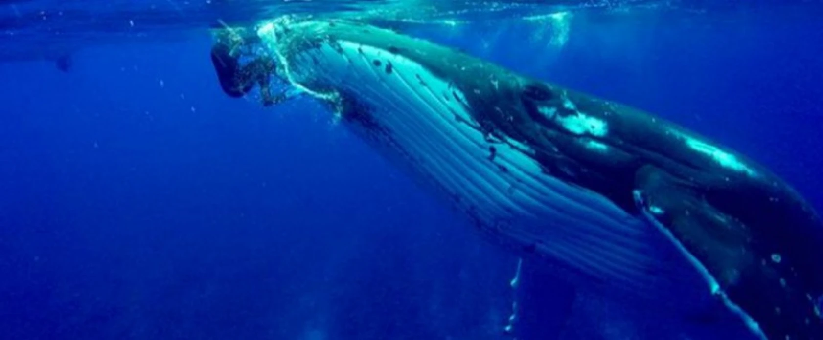 Türkiye'den Vize Almadan Gidilebilecek Ülkeler