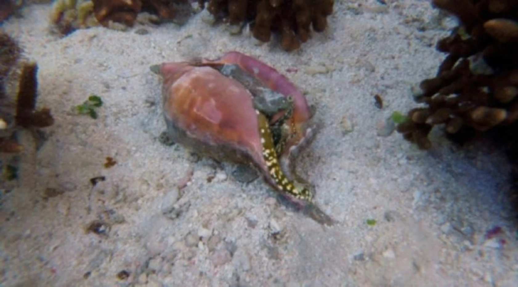 Dünyanın En Tehlikeli Hayvanları