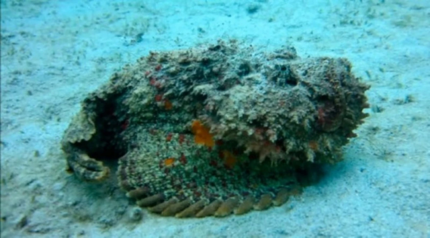 Dünyanın En Tehlikeli Hayvanları