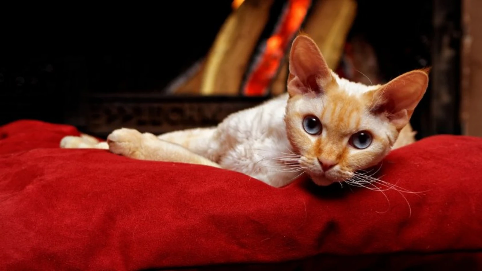 Birbirinden sevimli cins kedi türleri