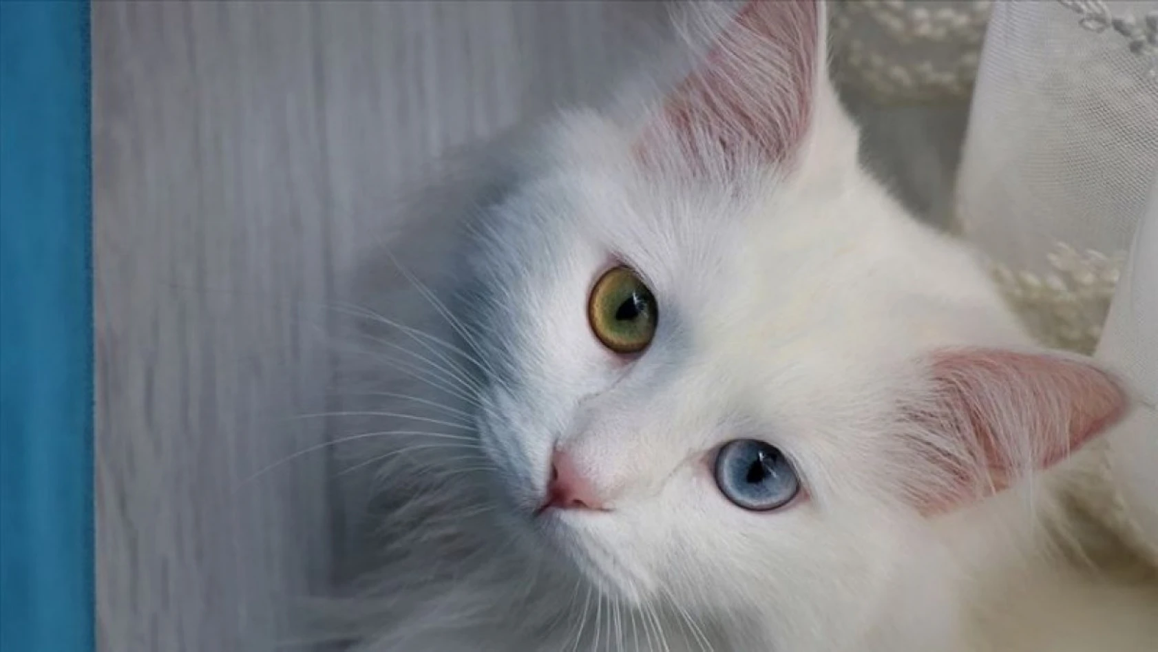Birbirinden sevimli cins kedi türleri
