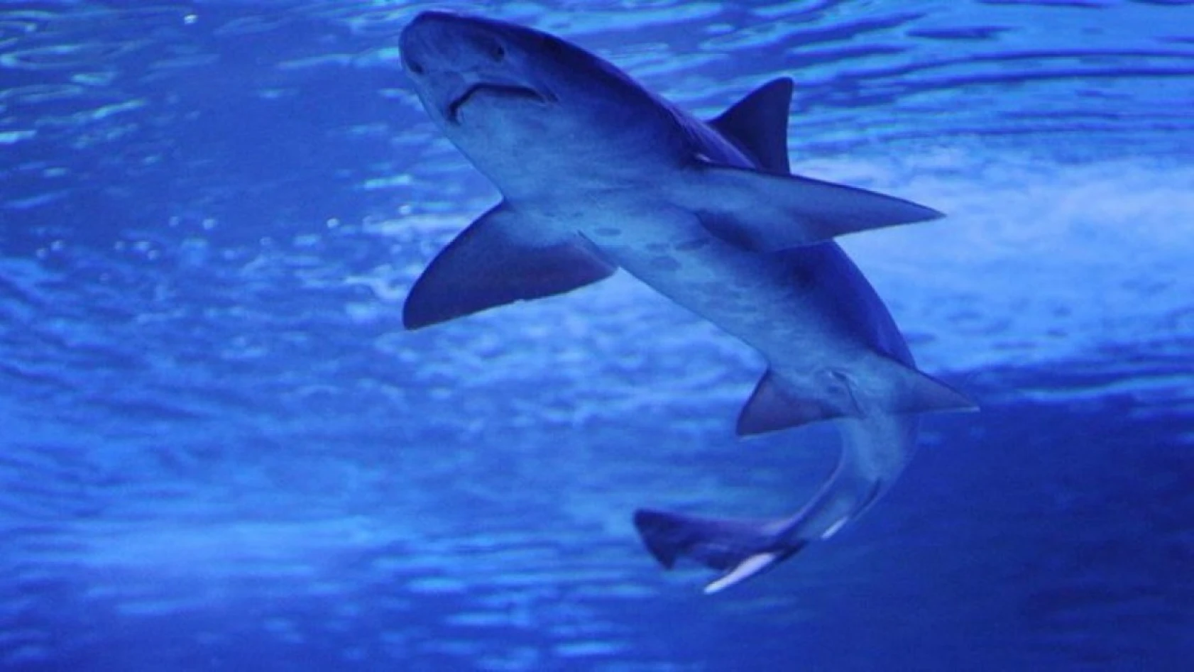 Türkiye'den Vize Almadan Gidilebilecek Ülkeler