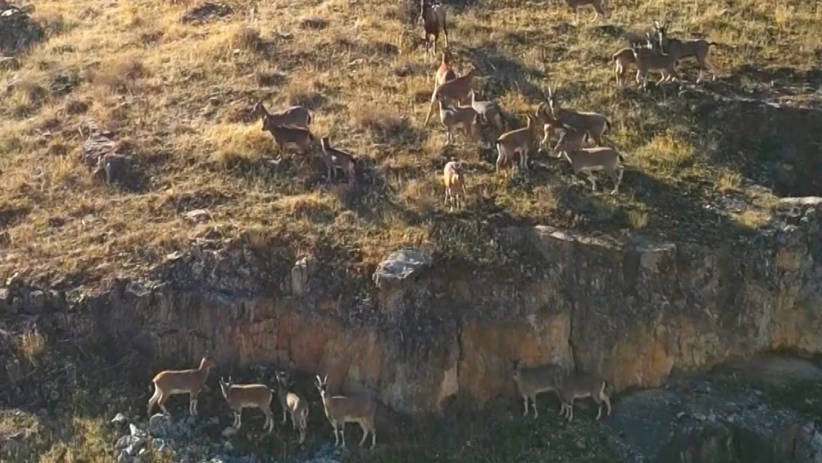 9 milyon yıllık kanyondaki dağ keçileri dron ile görüntülendi