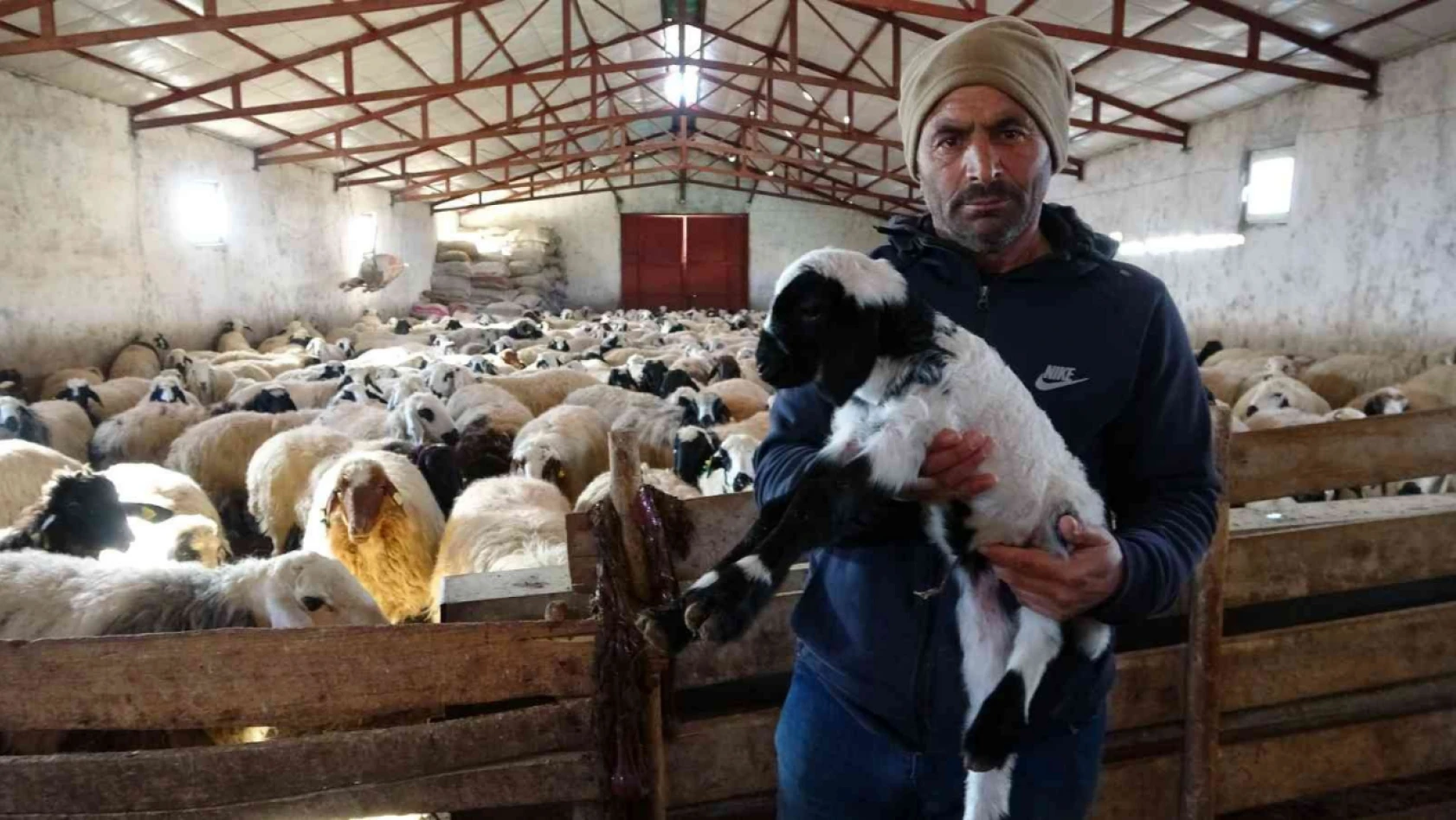 Besiciler 20 bin liraya çoban bulamıyor