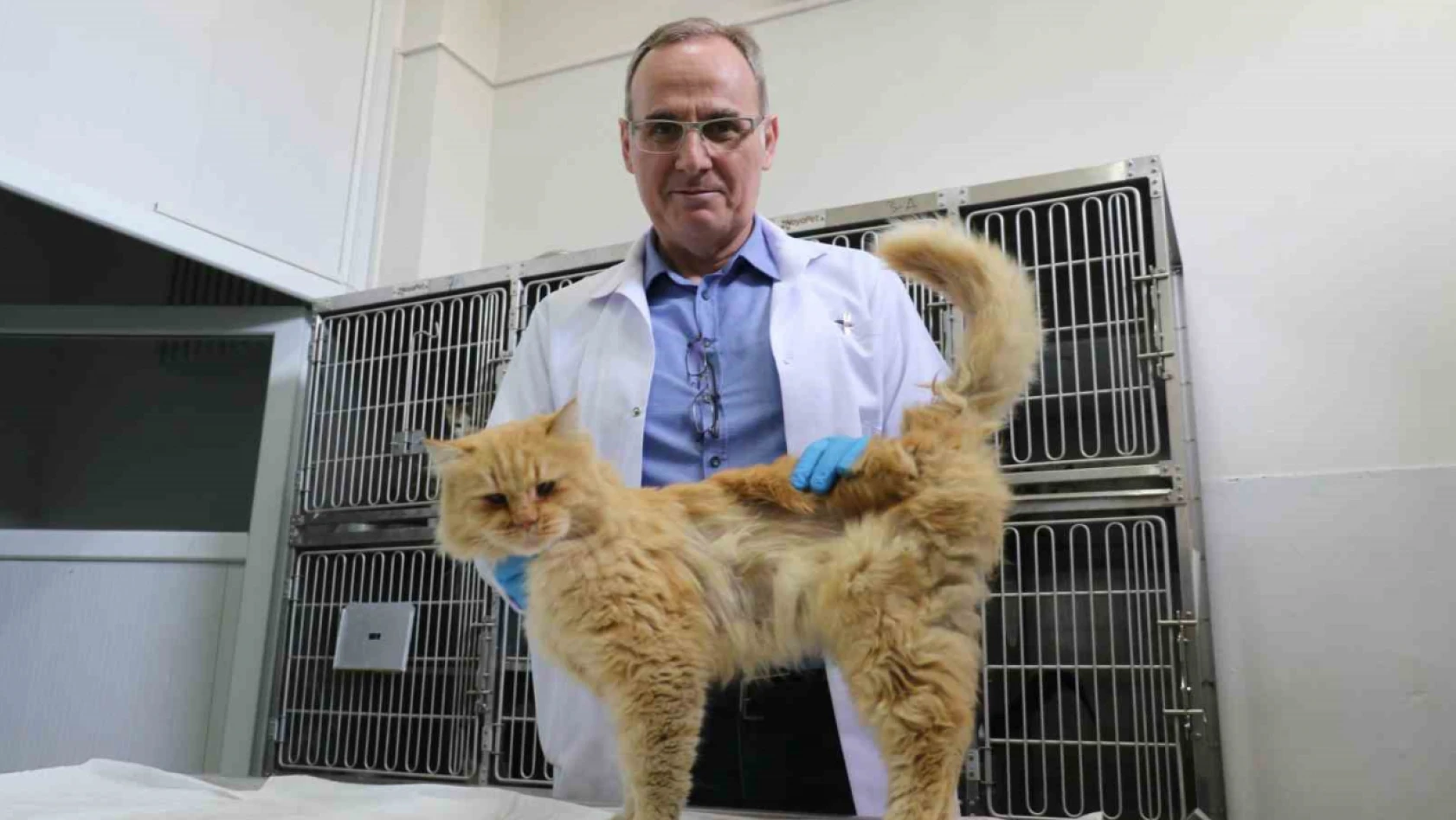 Depremden yaralı kurtarılan hayvanlar Elazığ'da sağlığına kavuşuyor
