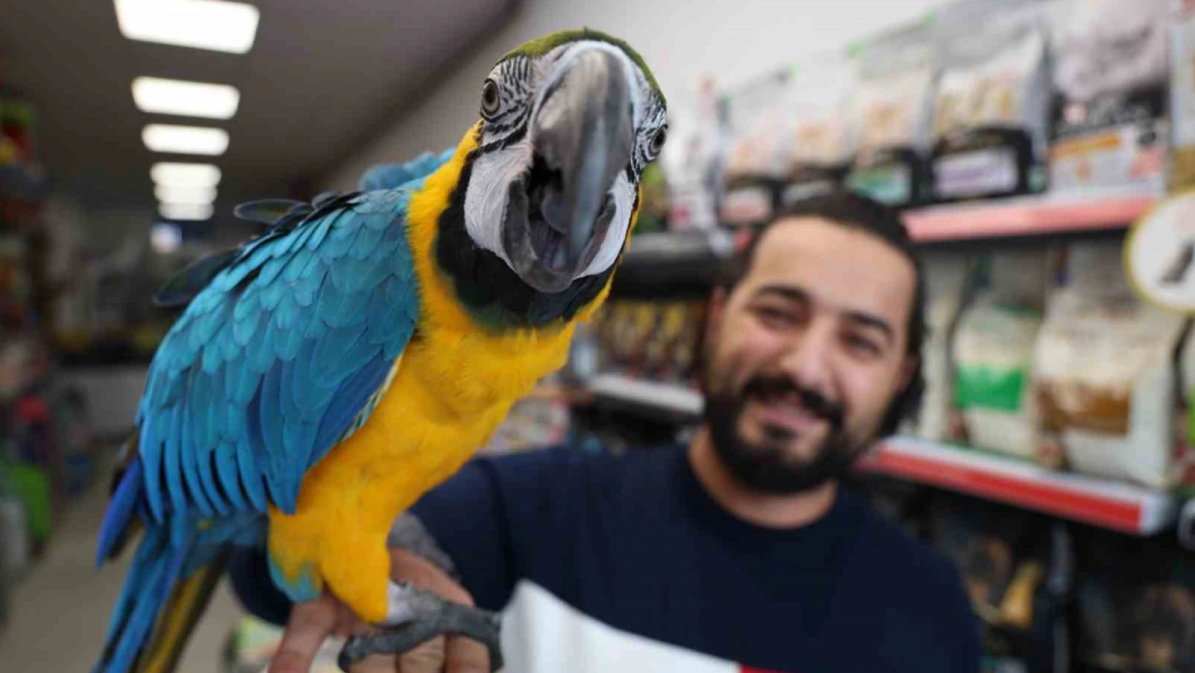 Dünyanın En Havalı Papağanı Güzelliği Ve Fiyatıyla Dikkat Çekiyor