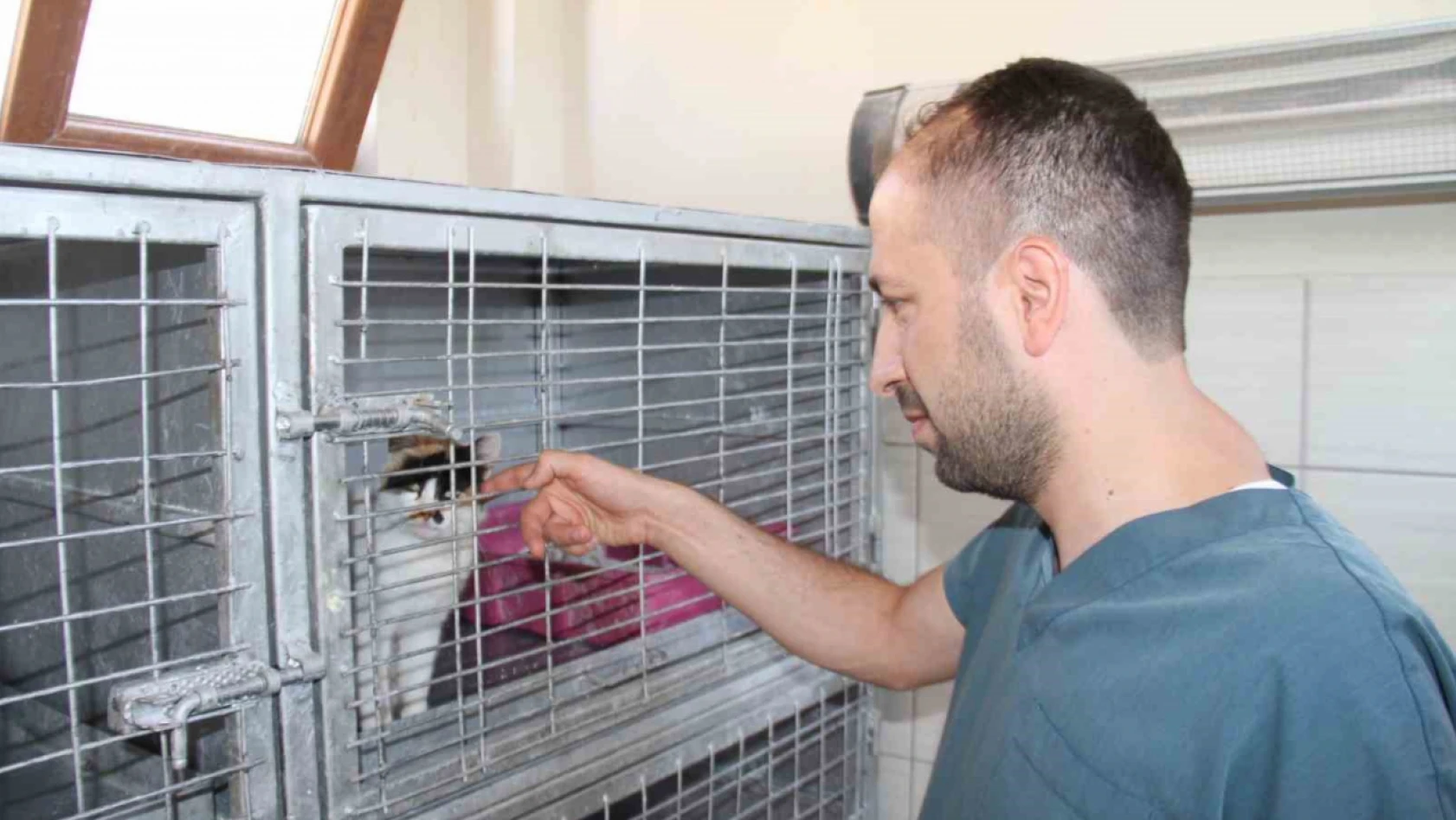 Elazığ Belediyesi Geçici Hayvan Bakım Merkezinde 6 yılda 14 bin 987 hayvan tedavi edildi