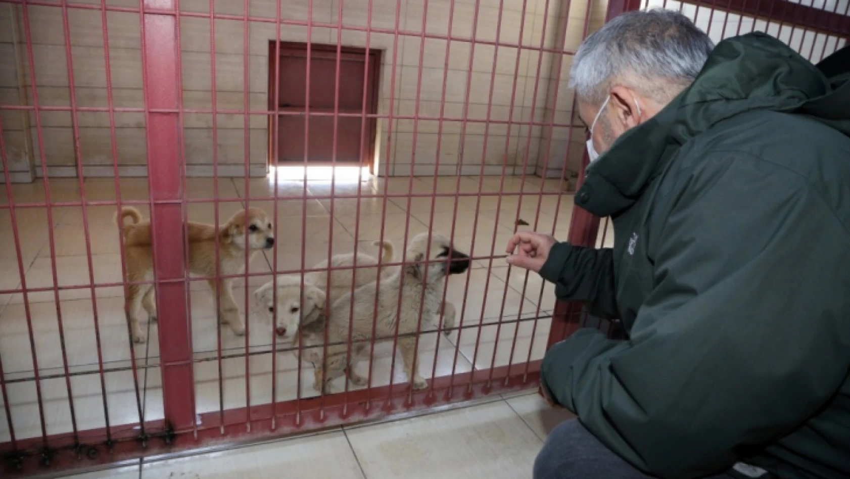 Elazığ Belediyesi Hayvan Bakım Evi ziyarete açılıyor