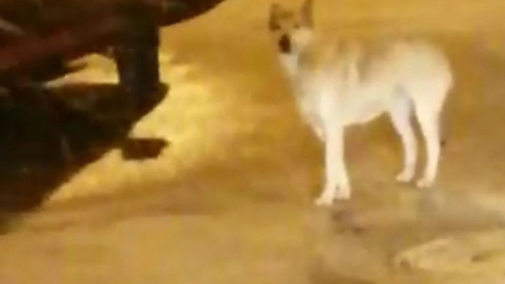 Elazığ'da aç kalan kurt ve tilki şehir merkezine indi
