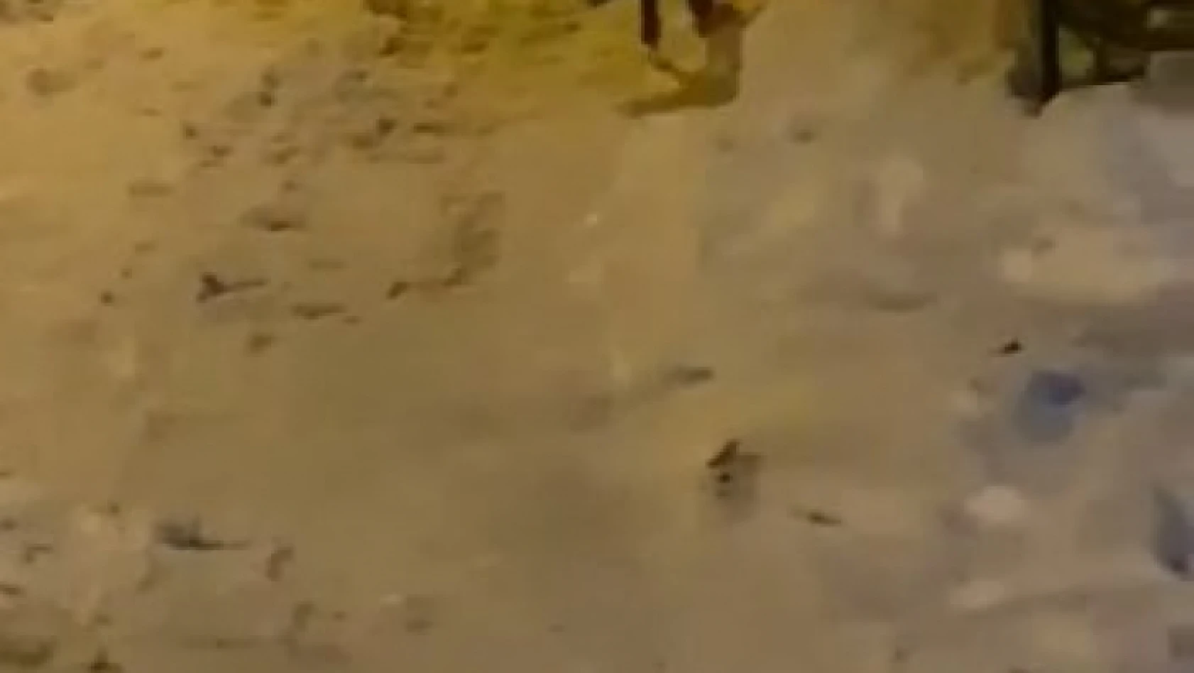 Elazığ'da aç kalan tilki şehre indi sokak sokak gezdi