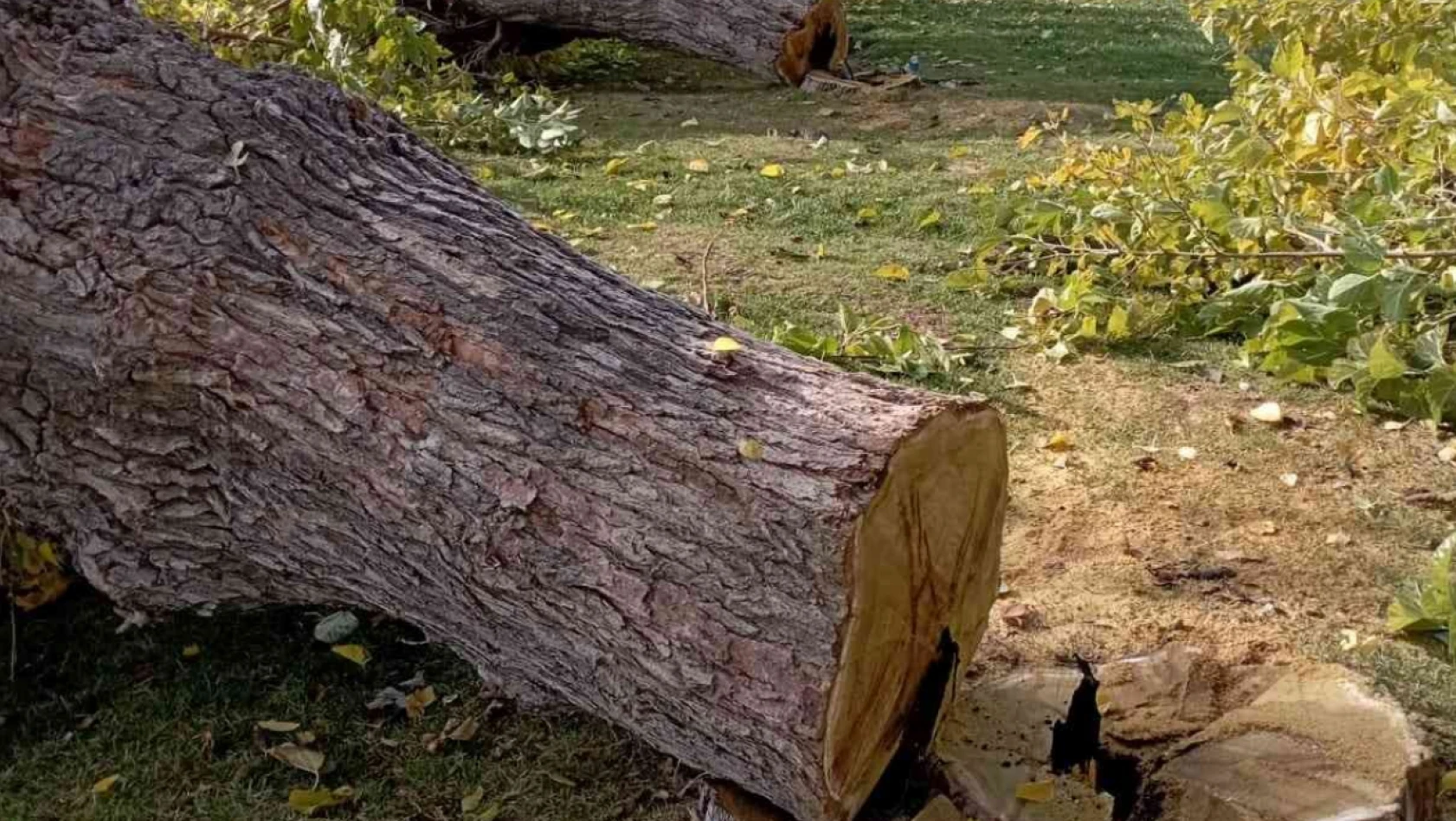 Elazığ'da asırlık 24 dut ağacı kesildi