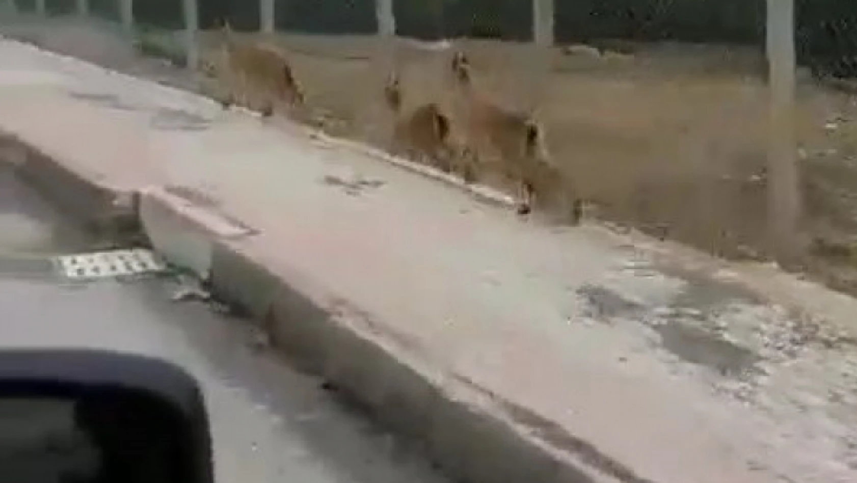 Elazığ'da dağ keçileri şehir merkezine indi