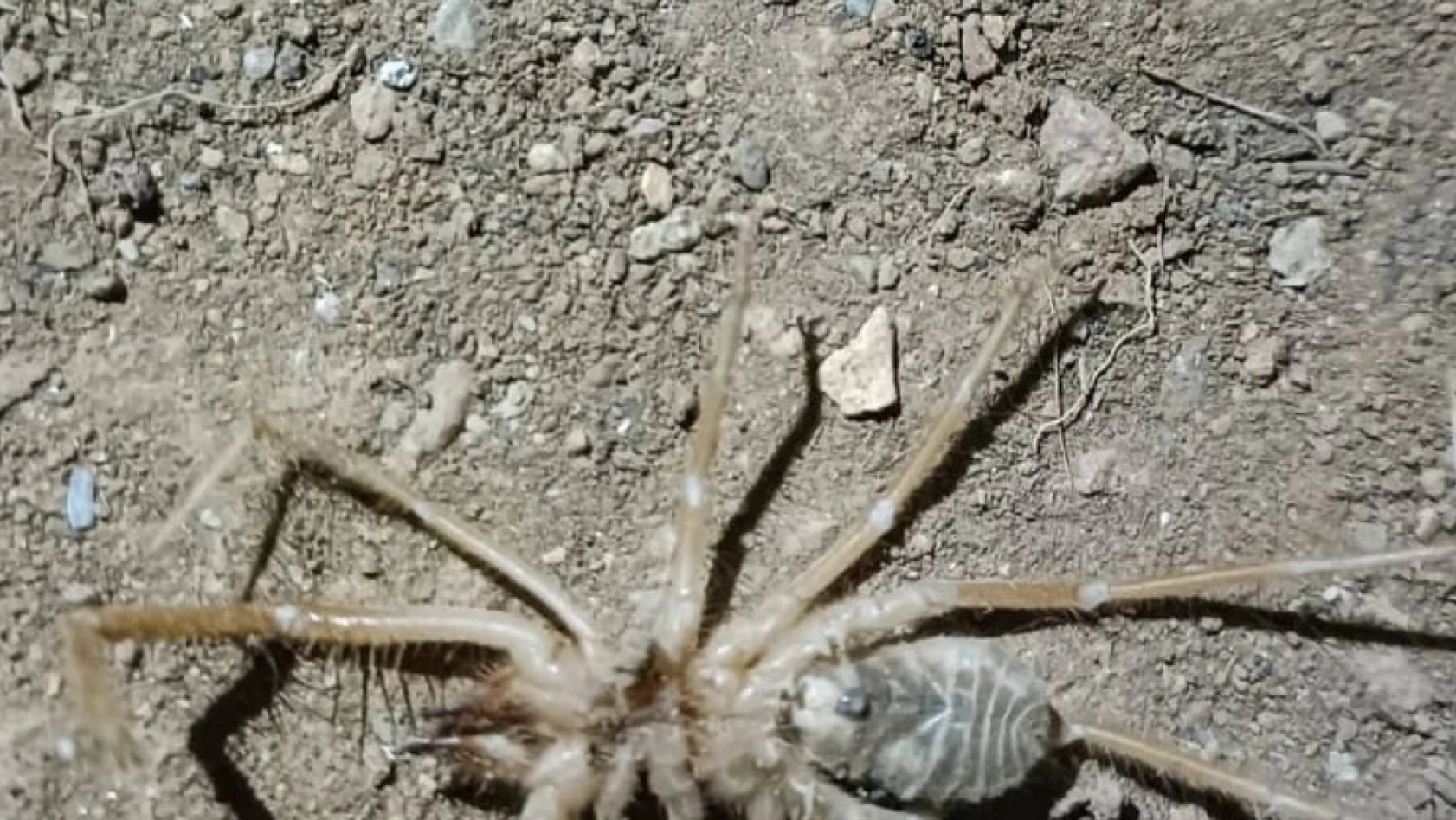 Elazığ'da et yiyen 'Sarıkız örümceği' görüldü