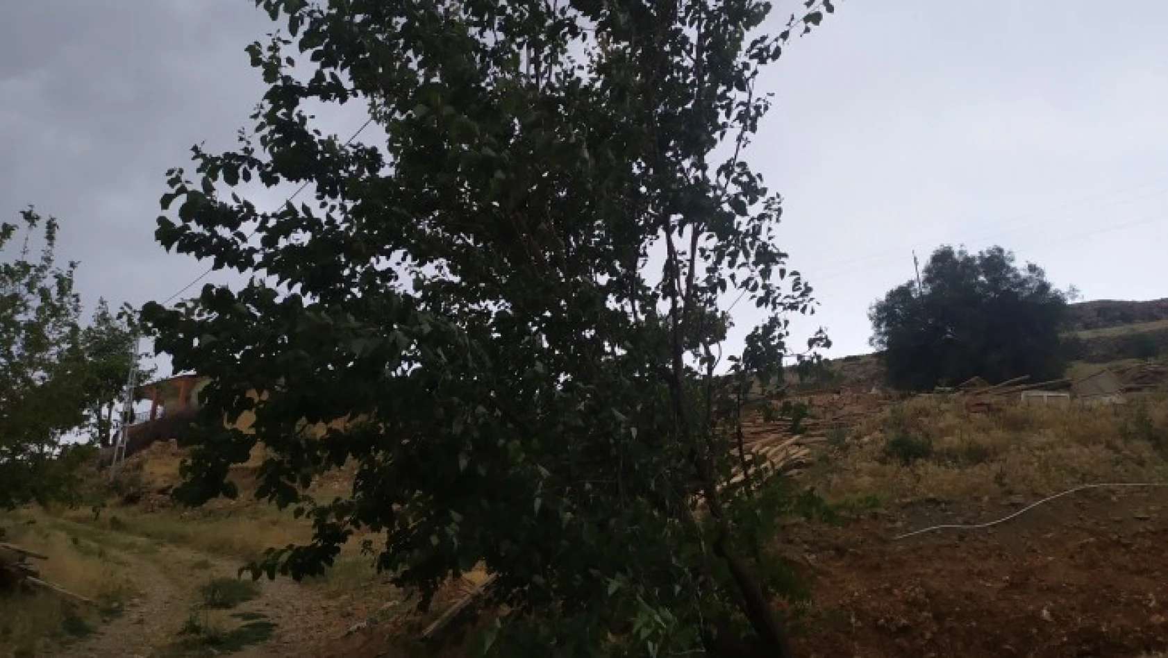 Elazığ'da fırtına ağaçları yerinden söktü