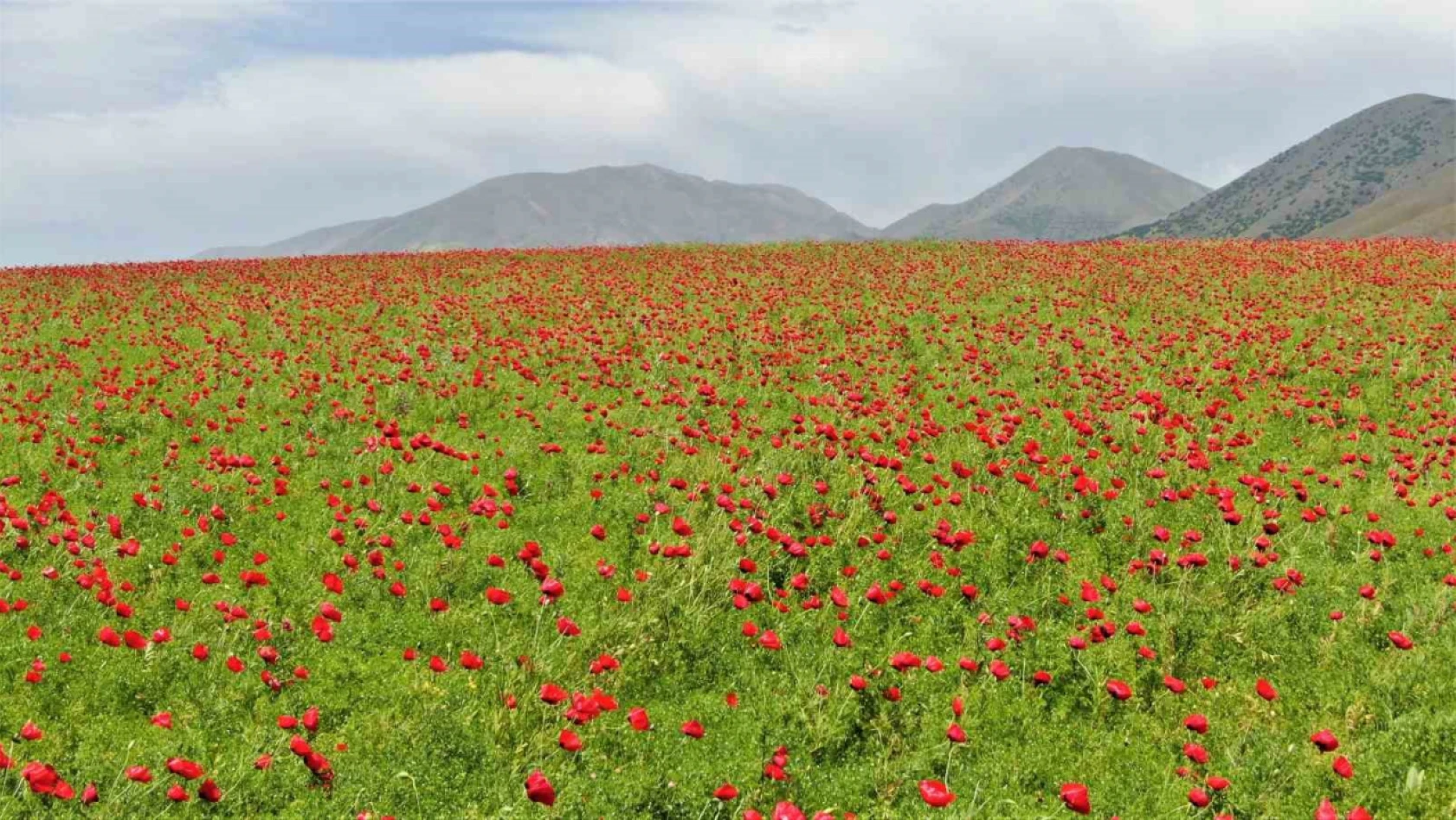 Elazığ'da gelincikler tarlaları kırmızıya boyadı