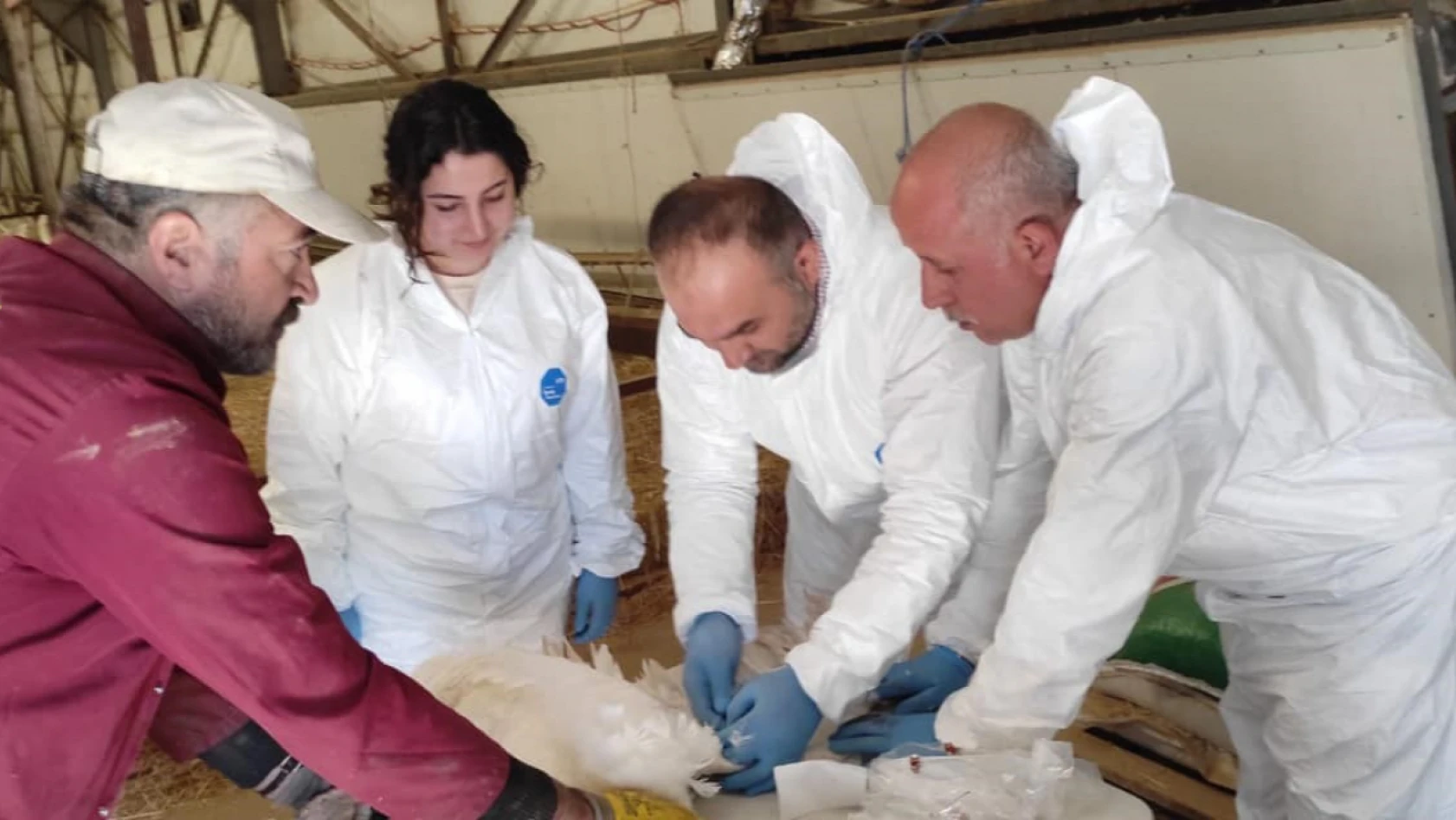Elazığ'da hayvan sağlığı çalışmaları sürüyor