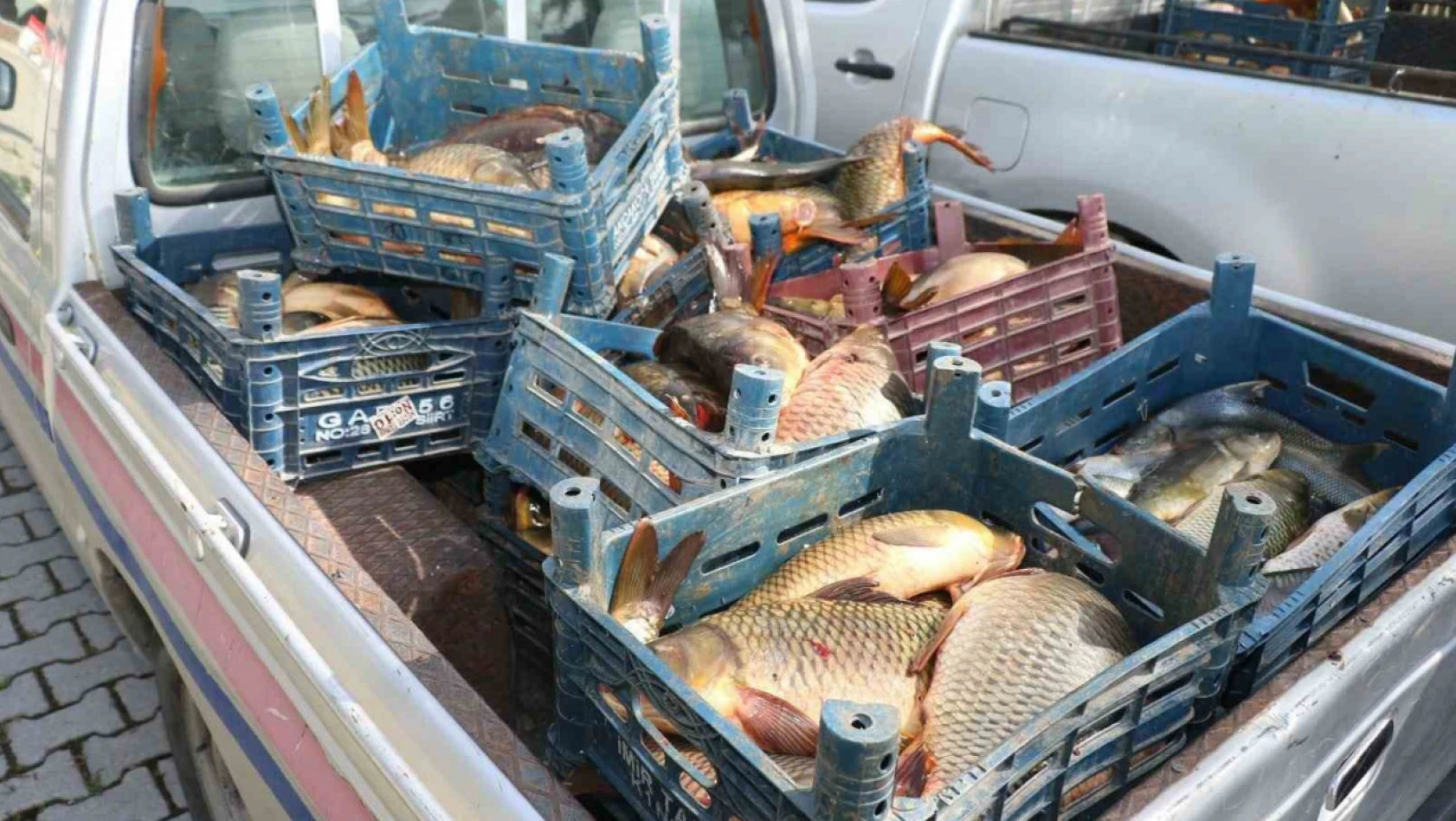 Elazığ'da ilk 6 ayda, 10 ton kaçak balık ele geçirildi