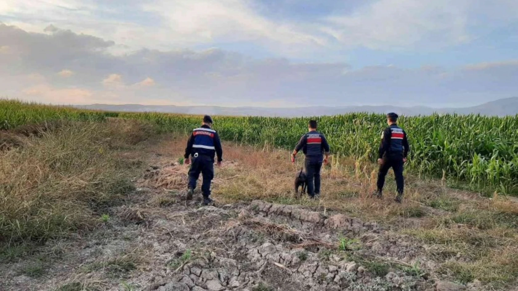 Elazığ'da jandarmadan suların çekildiği alanlarda yasa dışı kenevir ekimine karşı önlem