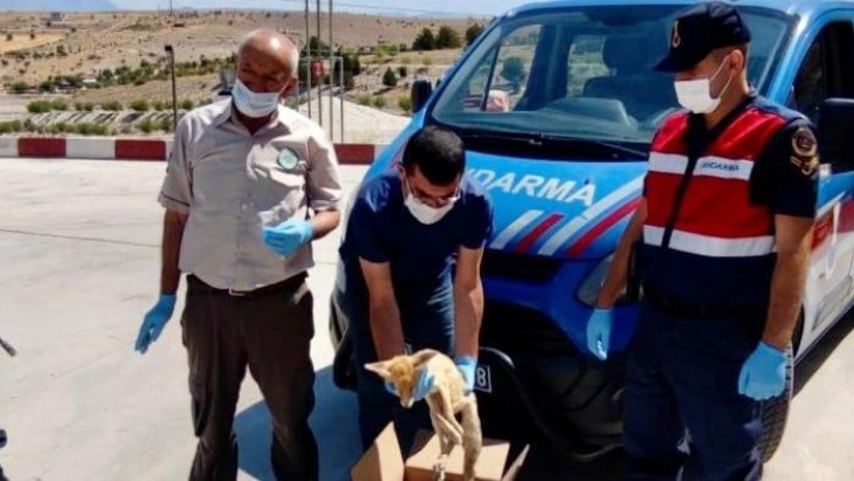 Elazığ'da jandarmadan yaralı tilkiye şefkat eli