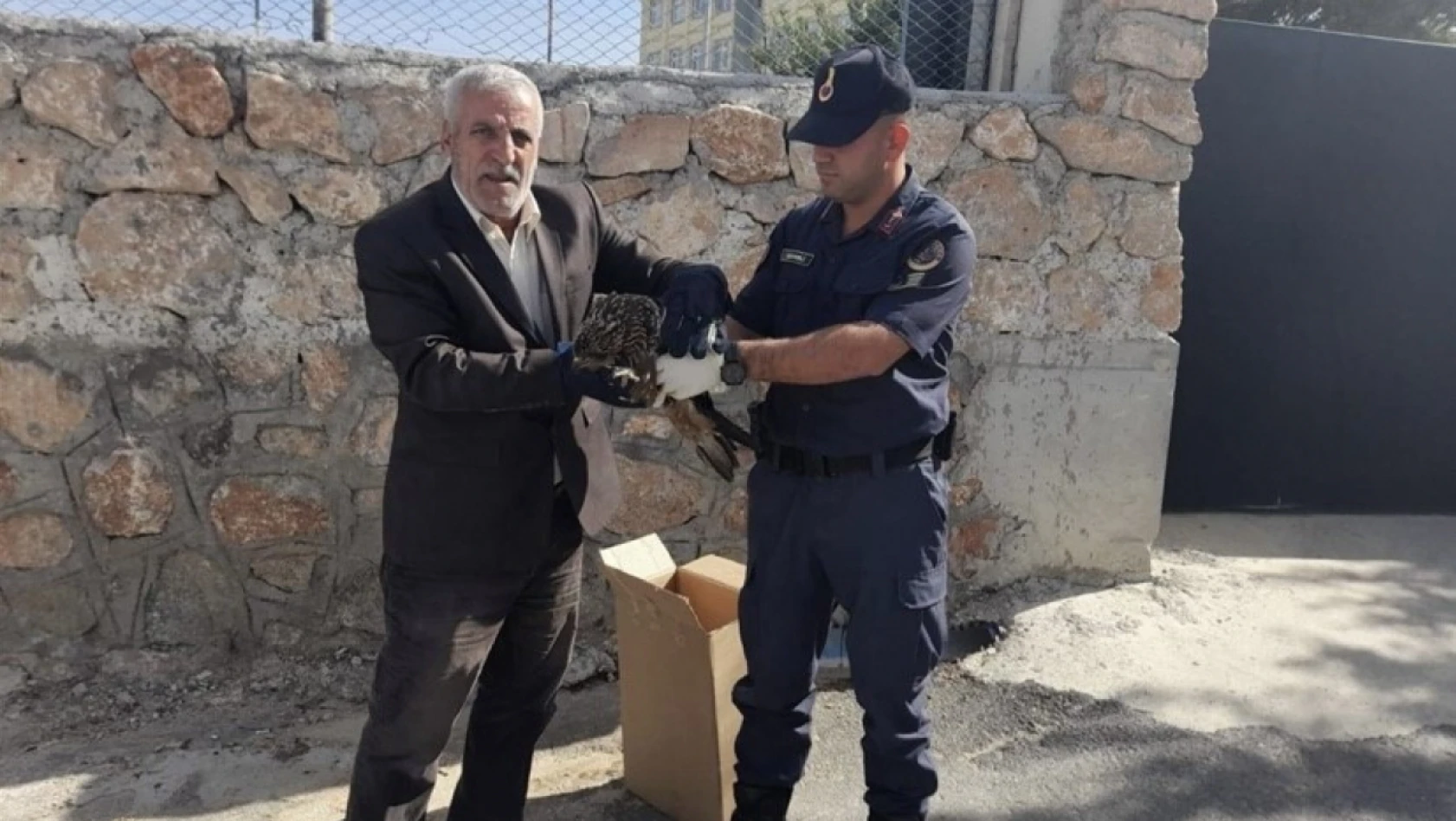 Elazığ'da jandarmanın bulduğu 2 yaralı baykuş koruma altına alındı