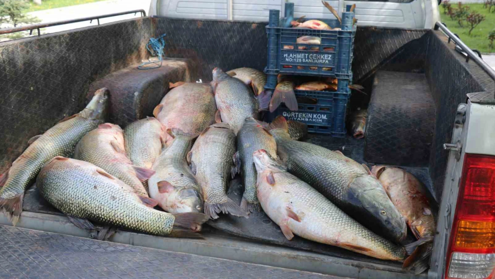 Elazığ'da kaçak avlanan 2,5 ton balık ele geçirildi