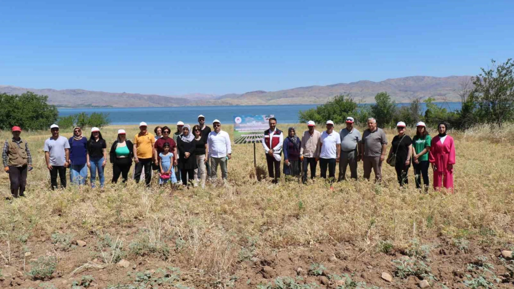 Elazığ'da kadın çiftçiler nohut hasadına başladı