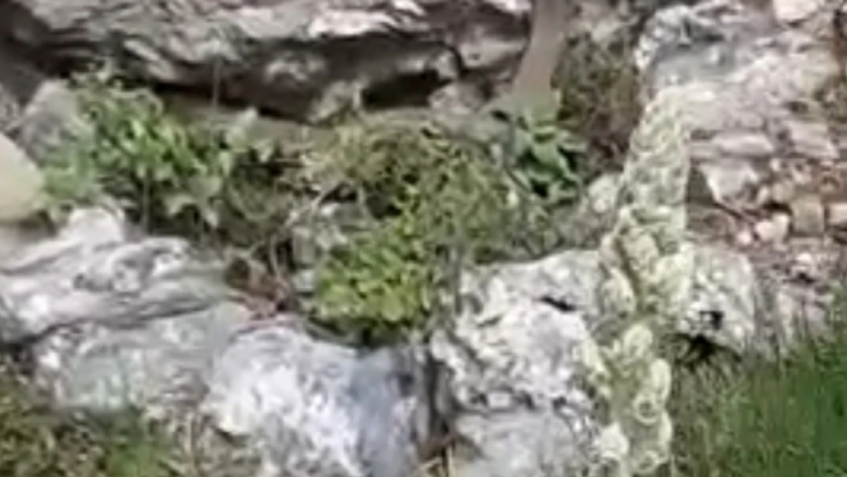 Elazığ'da kayalıklar arasında görülen 2 metrelik yılan korkuttu