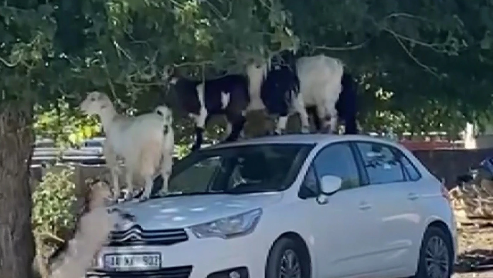 Elazığ'da keçiler otomobilin üzerine çıkarak yaprak yedi