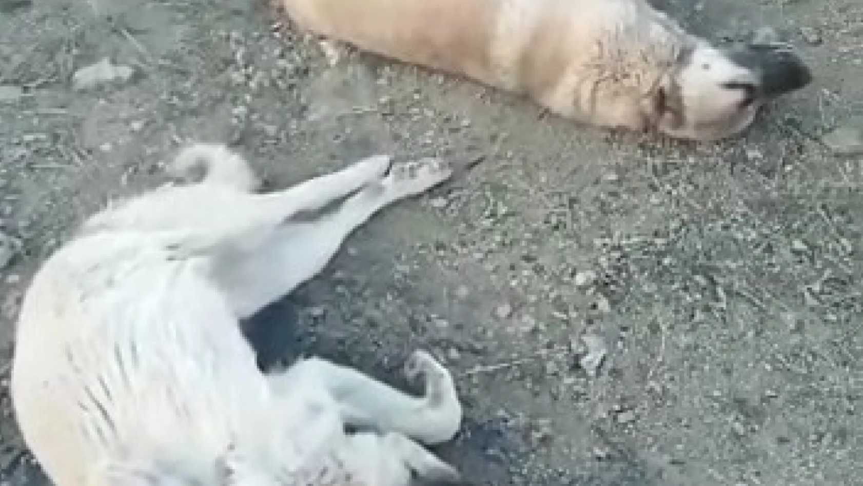 Elazığ'da köpek katliamı: 10 köpek zehirlendi