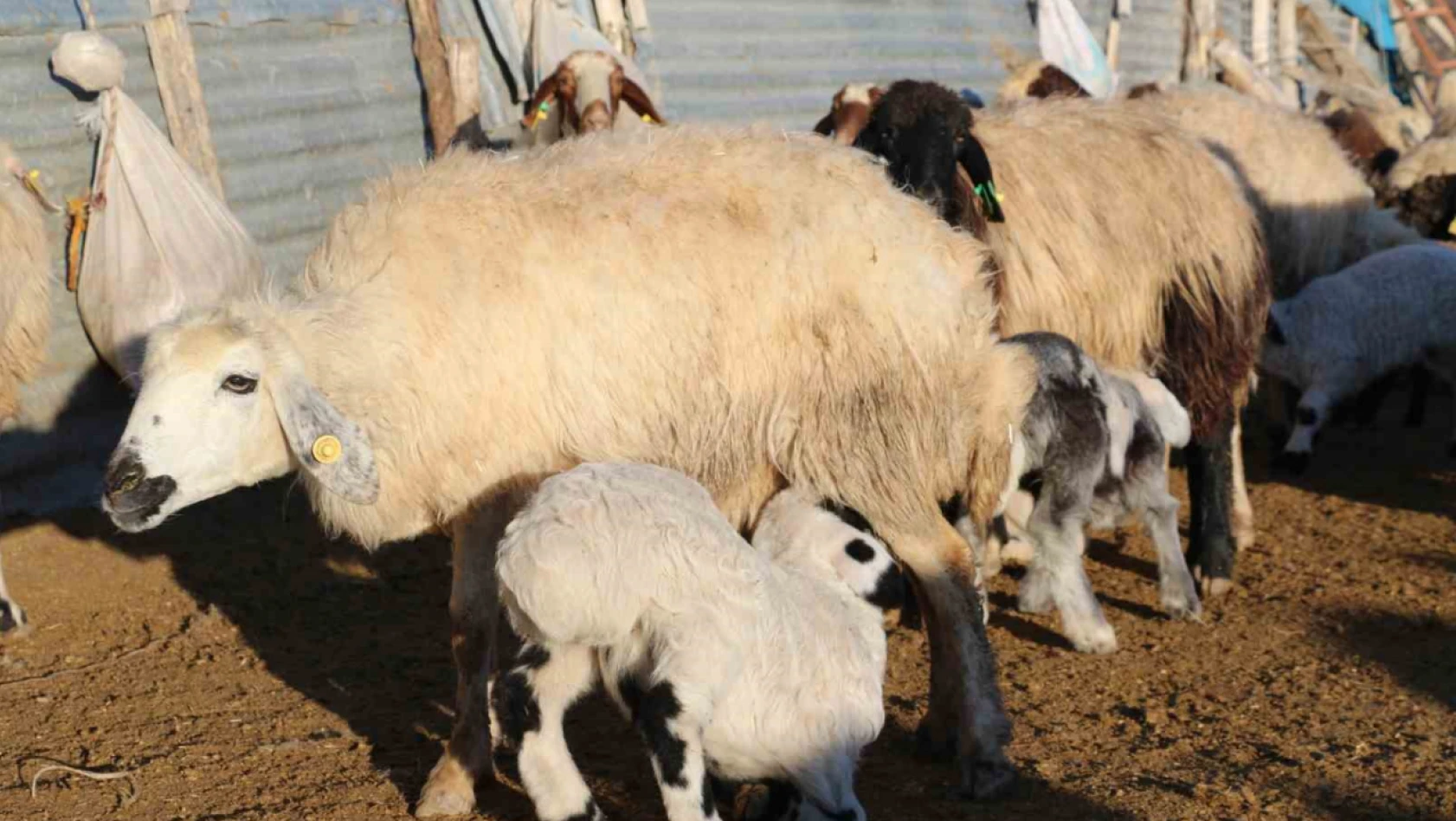 Elazığ'da koyun ve kuzuların renkli buluşması