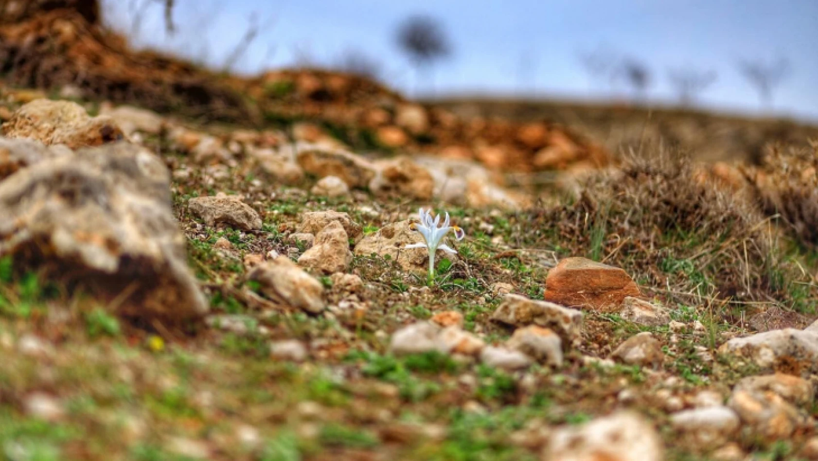 Elazığ'da nevruz çiçekleri açtı