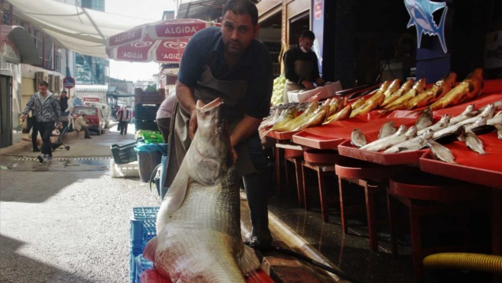 Keban'da sezonun ilk dev balığı yakalandı