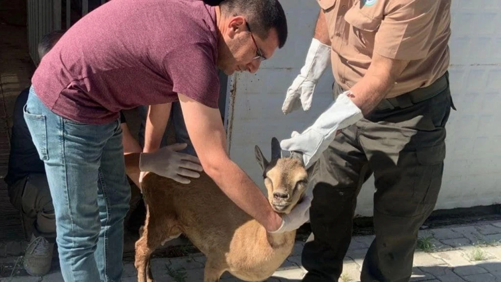 Elazığ'da tedavisi tamamlanan yaban keçisi doğaya bırakıldı