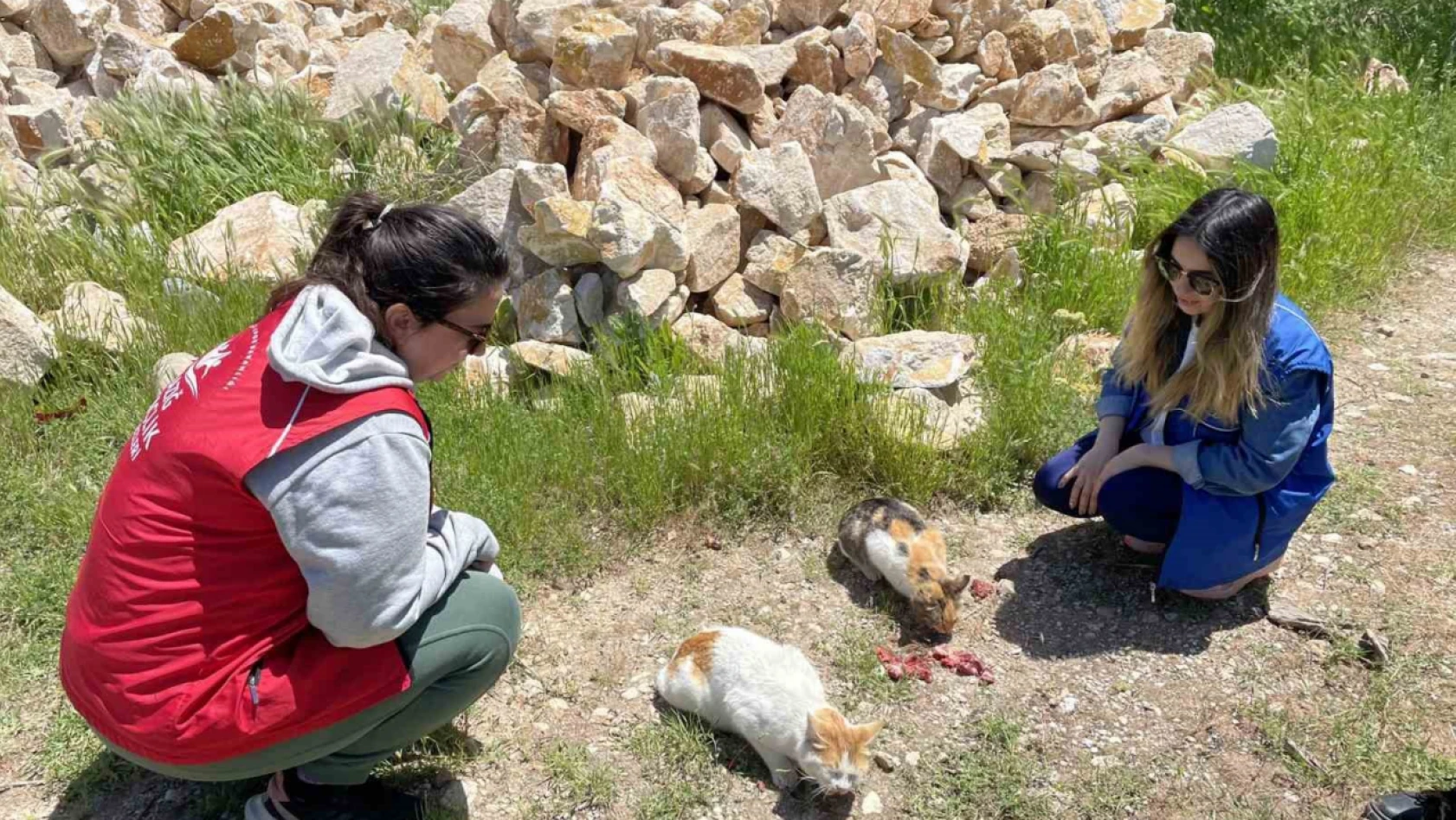 Elazığ'ın genç gönüllülerinden sokak hayvanlarına mama desteği