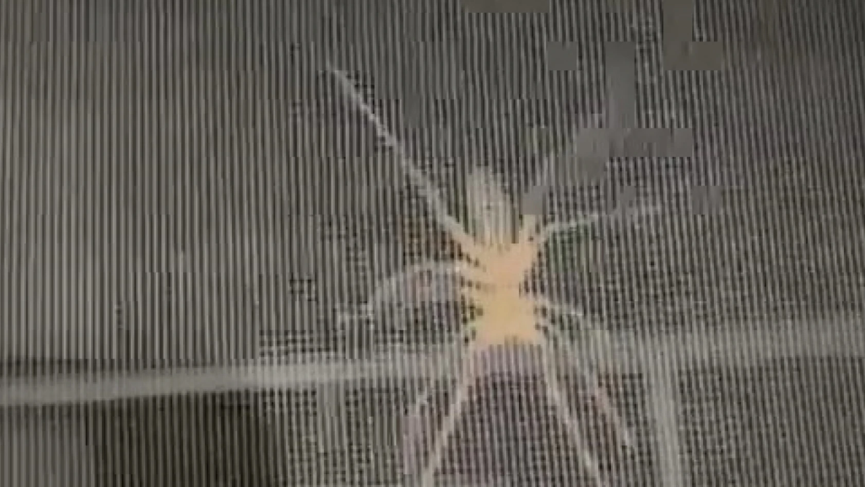 Etçil sarıkız örümceği ev sakinlerini korkuttu